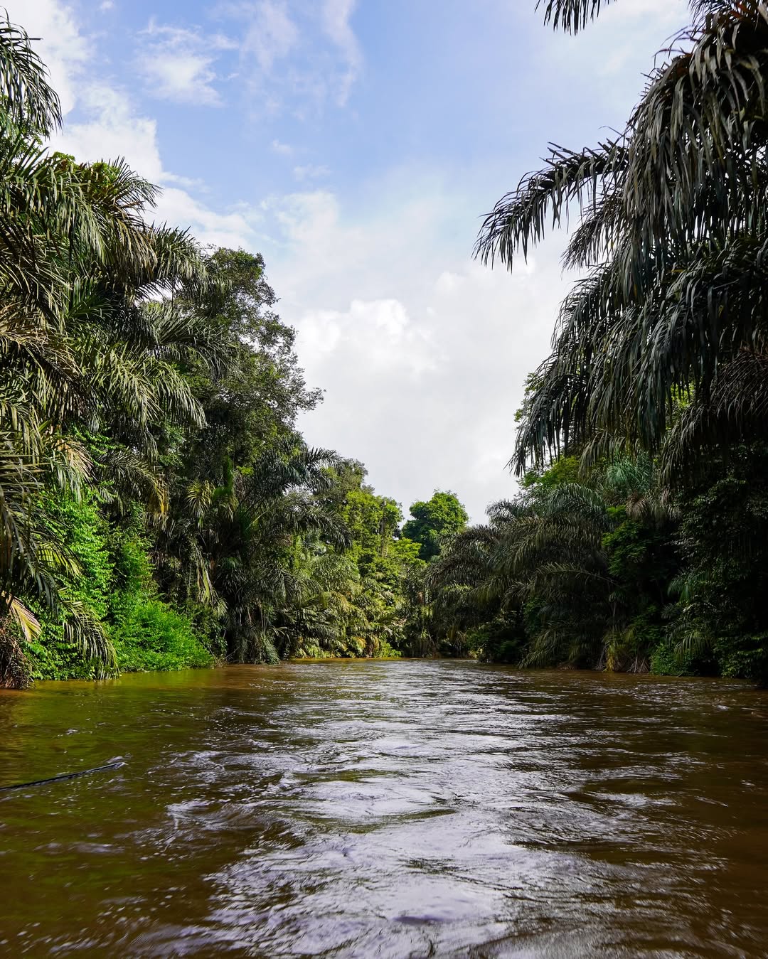 Boat tour through the jungle canals of Tortuguero National Park